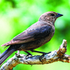 Photo  Courtesy of Missouri Department of Conservation
The brown headed cowbird