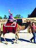 Kenny Stults with Walnut Valley Stables will return this year with camel rides.